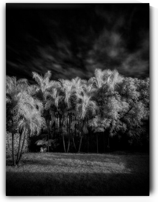Twilight Shadows of a Palm Grove by Dream World Images