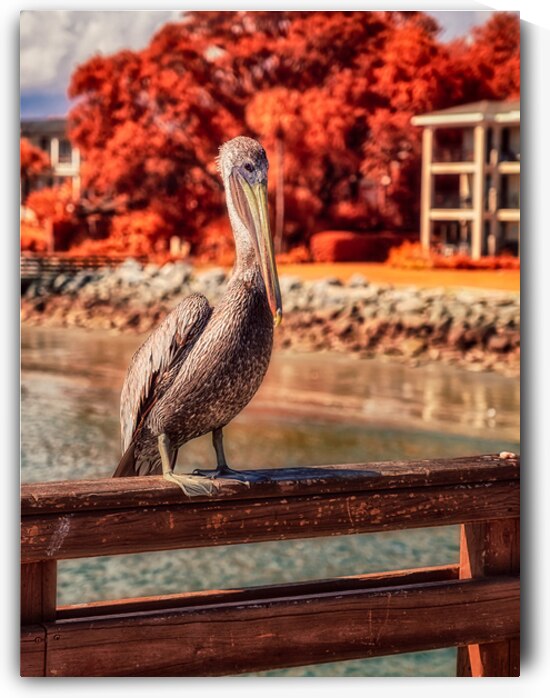 Pier Perch: A Quest for the Majestic Pelican at Saint Simons Isl by Dream World Images