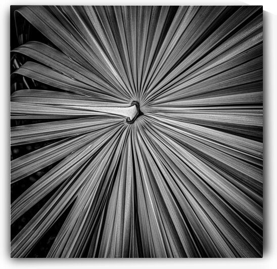 Palm Symmetry Elegance by Dream World Images
