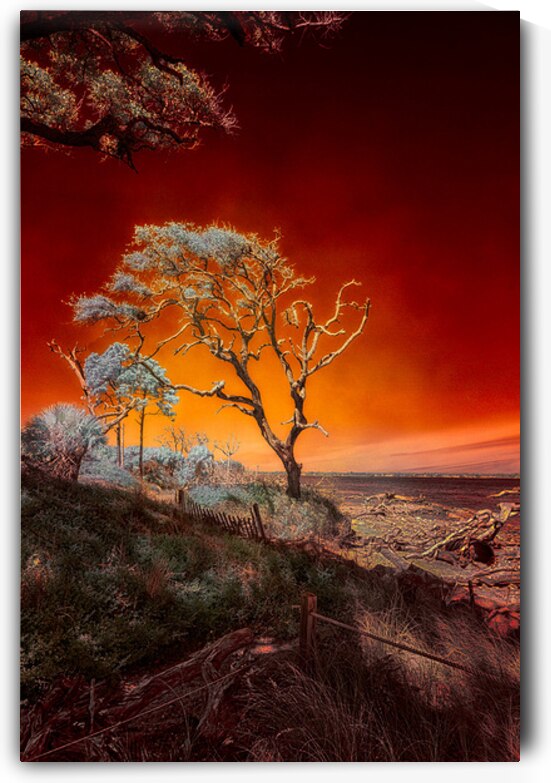 Ruby Bonsai: A Botanical Marvel Unveiled on Driftwood Beach by Dream World Images