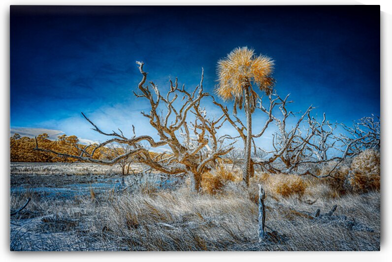 Isolated Serenity: Rows End by Dream World Images