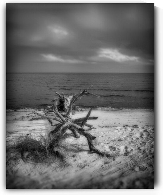 Driftwood Dreams: Bald Point State Park by Dream World Images