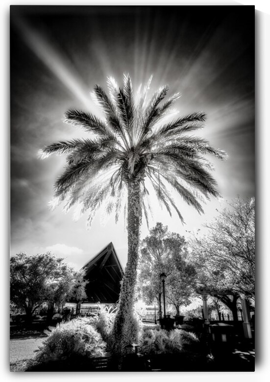 Lighted Palm by Dream World Images