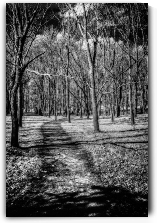 Solitary Trails: Eerie Path Near Knoxville by Dream World Images