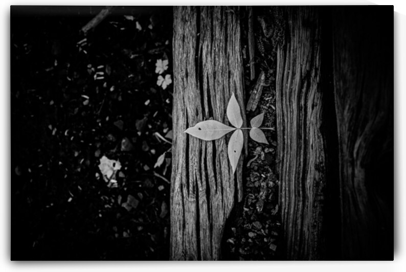 Step Above  by Dream World Images