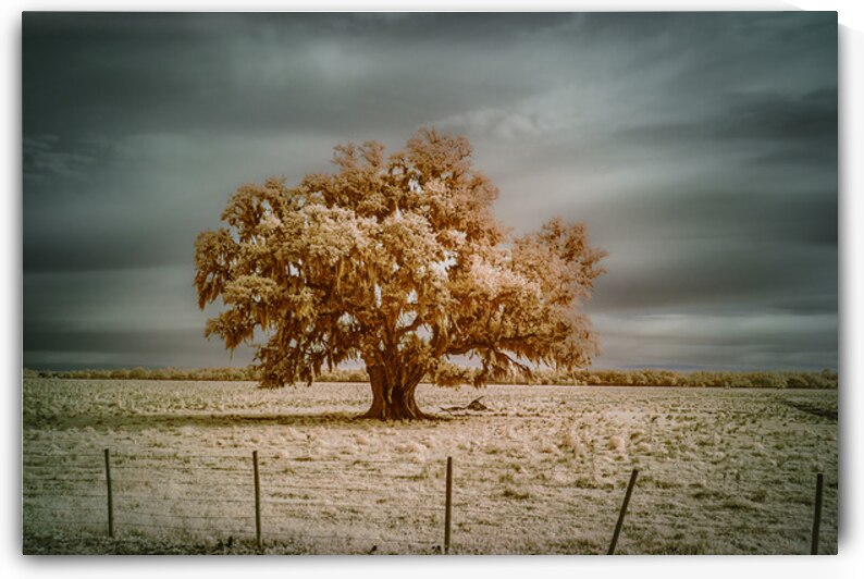 Southern Sentinel: Live Oaks Dream by Dream World Images