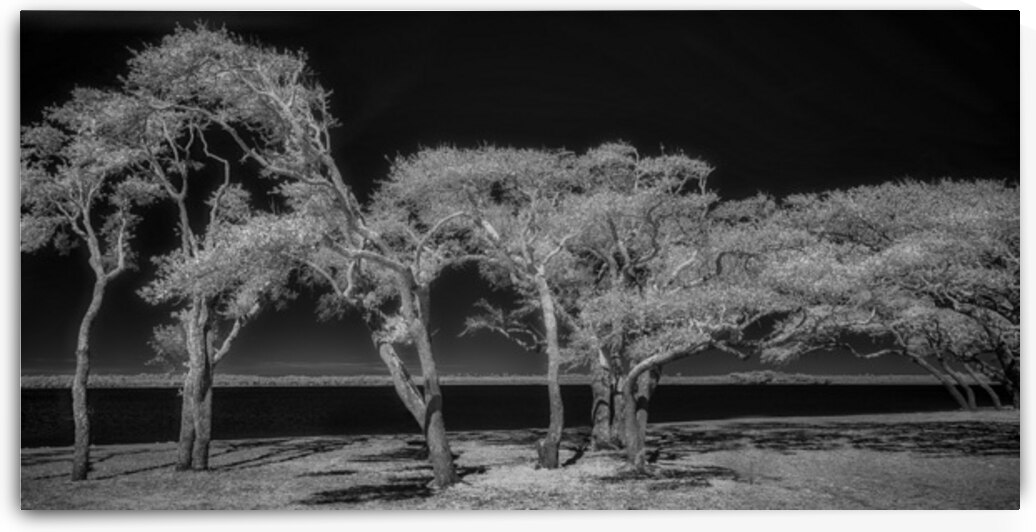 Enchanted Canopy: Exploring Gulf Shores Mystical Oaks by Dream World Images