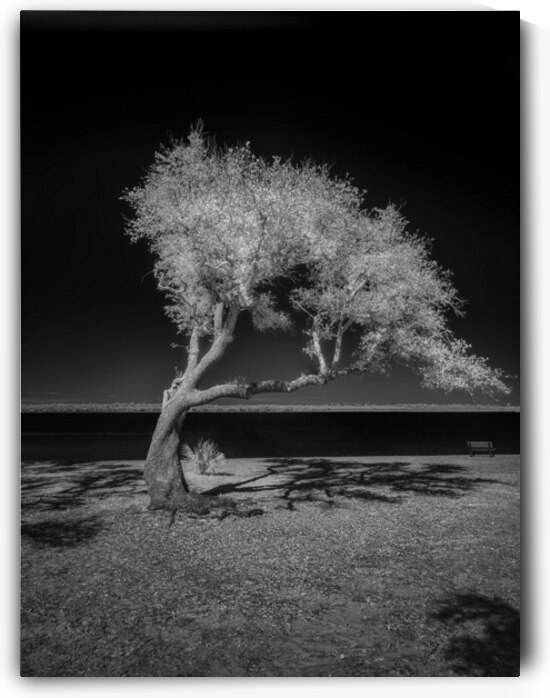 Solitude Unveiled: A Dogs Day Out in Gulf Shores Alabama by Dream World Images