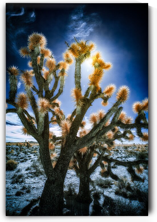 Celestial Glow Through Joshua Limbs by Dream World Images