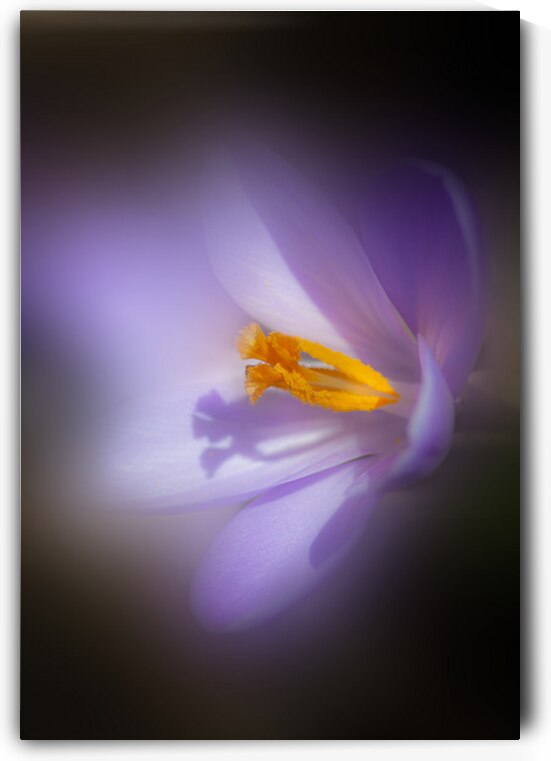 Purple Crocus I by Joan Han