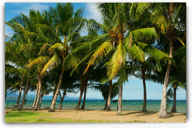 Stunning Palm Trees Swaying on the Shores of Negros Oriental by Bo Insogna