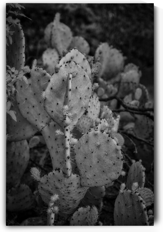 Textured Prickles by Dream World Images