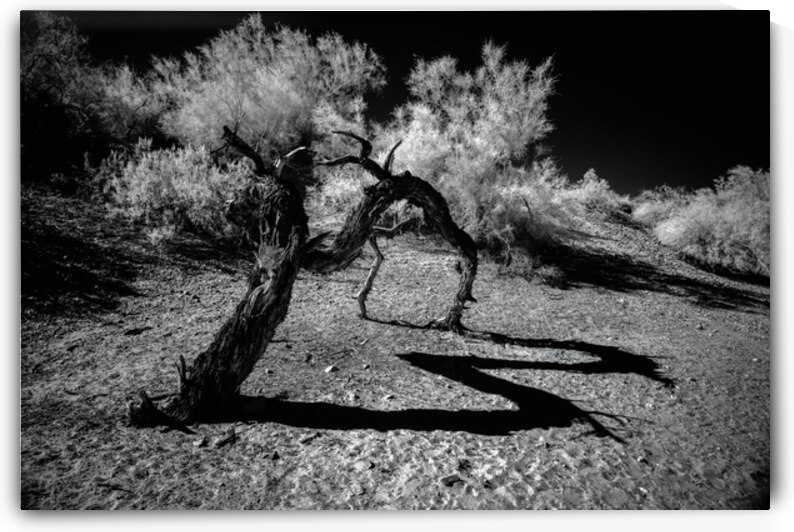 Desert Trees Shadowy Dance by Dream World Images