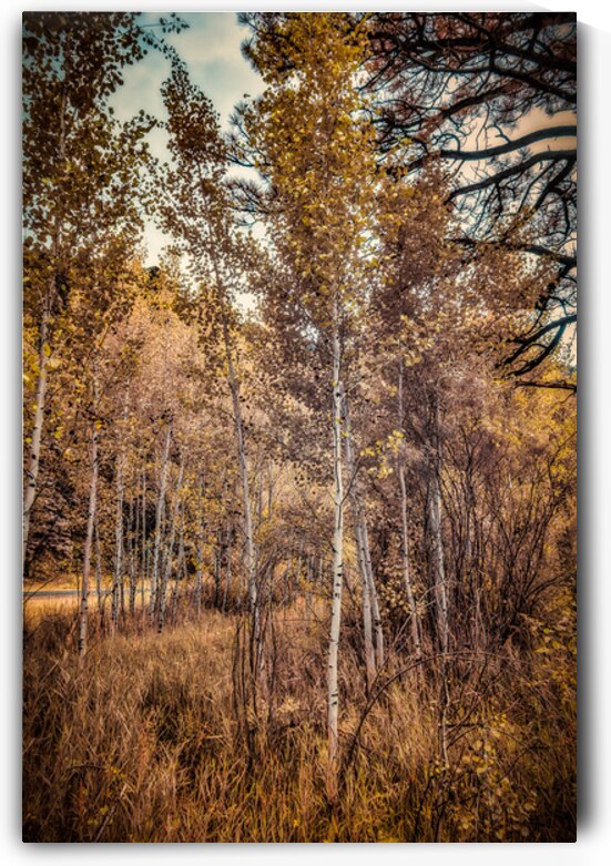 Serenade of Fall Foliage by Dream World Images