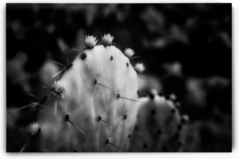 Ink and Thorn: Capturing the Essence of Texas Cacti in Monochrom by Dream World Images