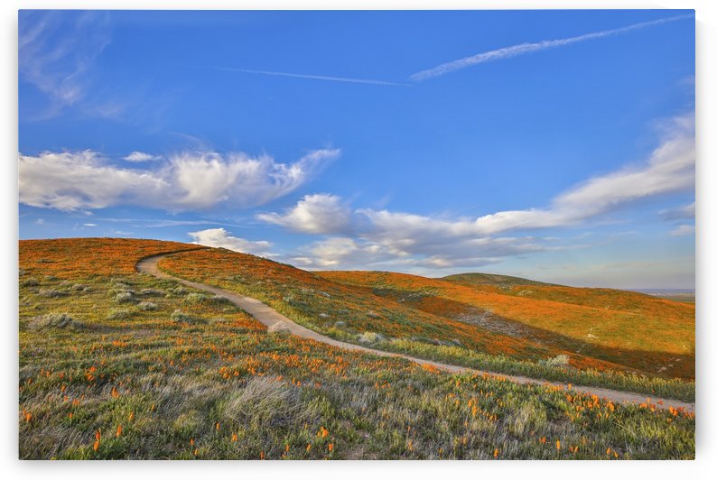 chilhood dream by Jongas Photo