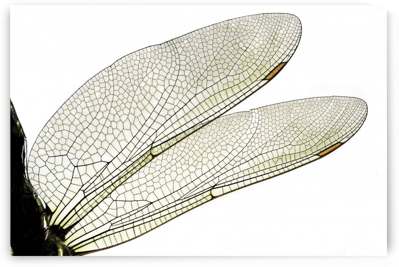Dragonfly Wing by Joe Riederer