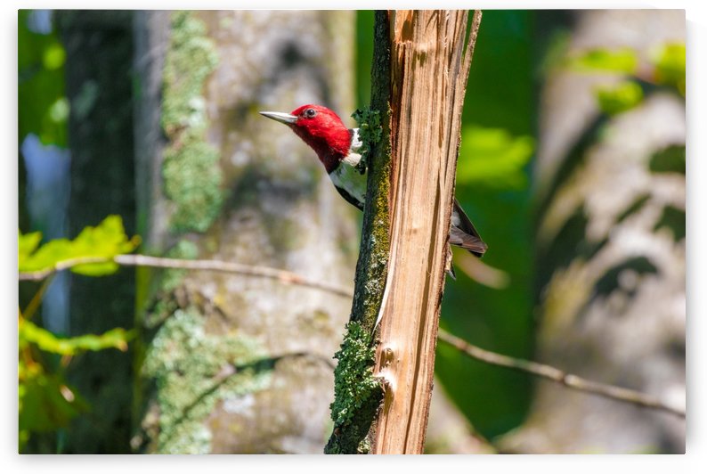 Red-headed woodpecker by Joe Riederer