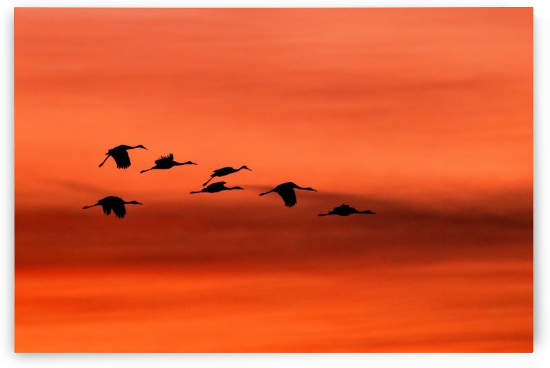 Sandhill Cranes at Sunset by Joe Riederer