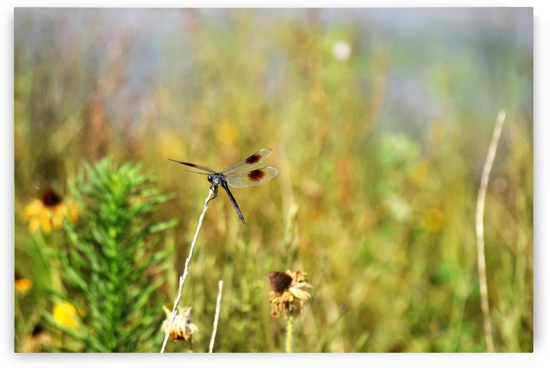 Dragonfly by Karen Janczak