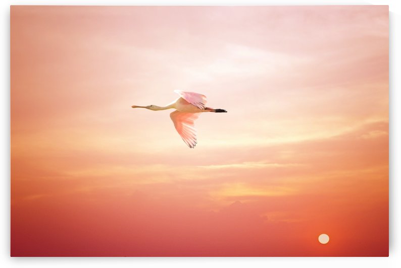 Rosette Sunset by Karen Janczak