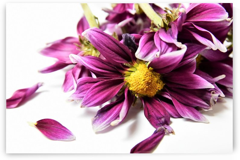 Faded Purple Daisy by Karen Janczak