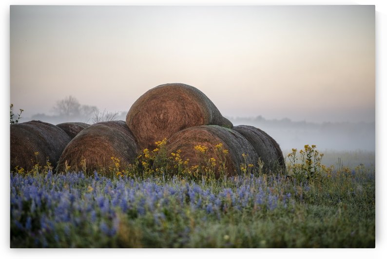 Foggy Spring Morning at the Farm by Karen Janczak