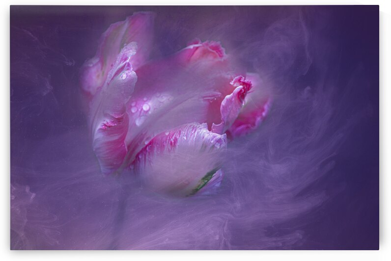 Pink Tulip in Swirling Mist by Joan Han