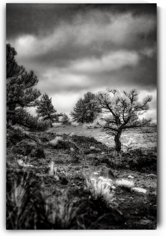 Solitude Unveiled: A Mystical Wyoming Lone Tree at Guernsey Stat by Dream World Images