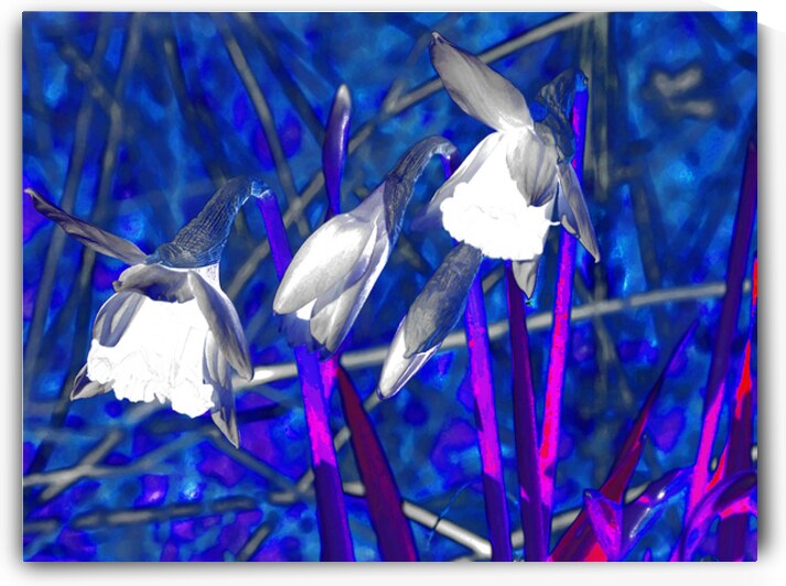 Abstract Psychedelic Daffodils                                                                                                                      by Catriona Roberts Nature Photography and Designs