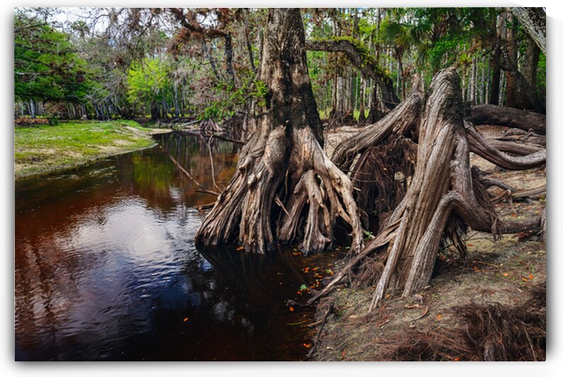 Toes in Fisheating Creek by Andy Crawford