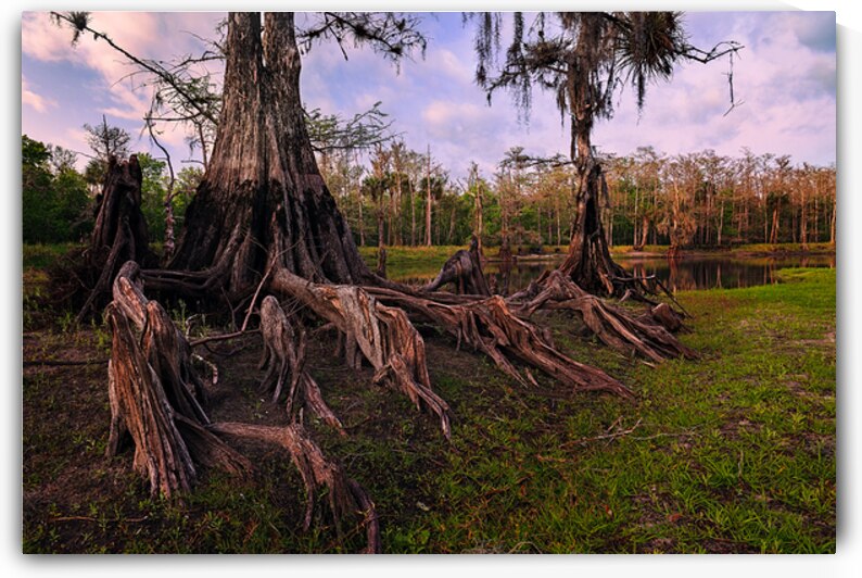 Evening Along Fisheating Creek. by Andy Crawford