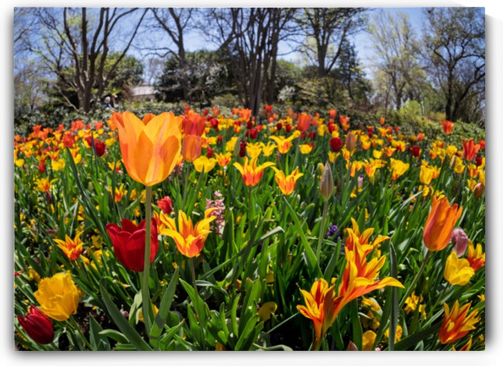 Field of vibrant tulips in full bloom creating a colorful tapes by Steve Heap