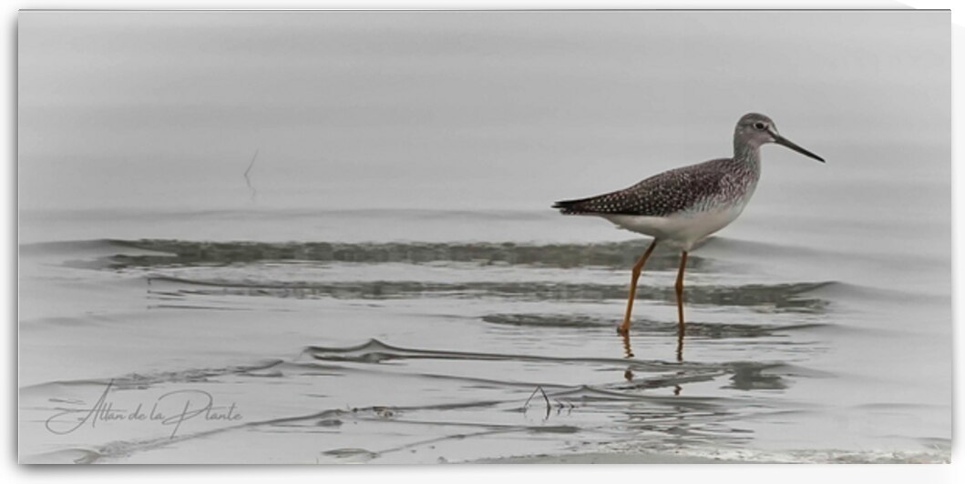 Sandpiper in the Mist. by Allan de la Plante