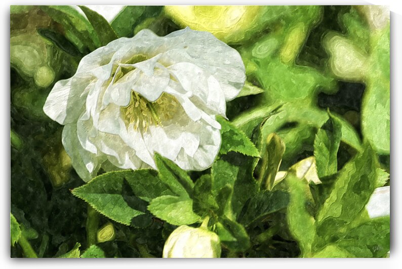 White Hellebore Bloom Stamen Focused Painterly by Jennifer White