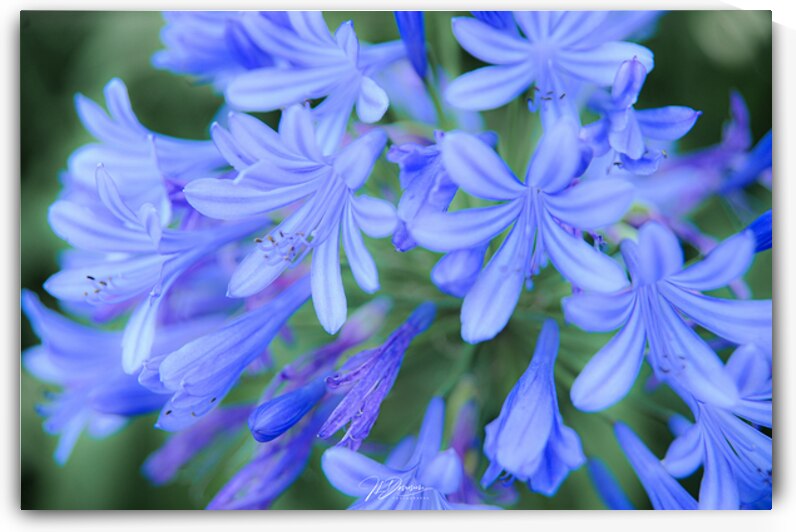 Fleurs Porto by Jean-Louis Desrosiers