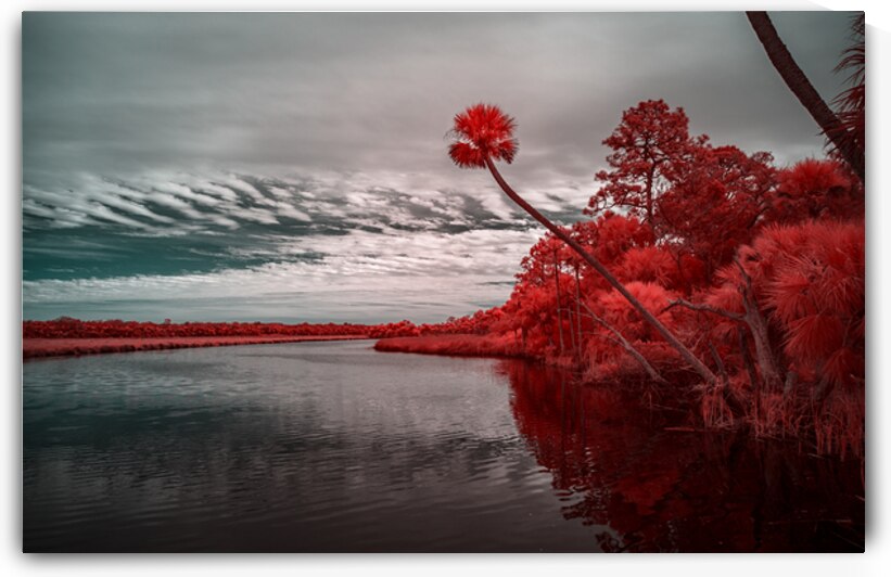 Exploring Bulow Plantation: A Romantic Stroll Reveals a Crimson  by Dream World Images