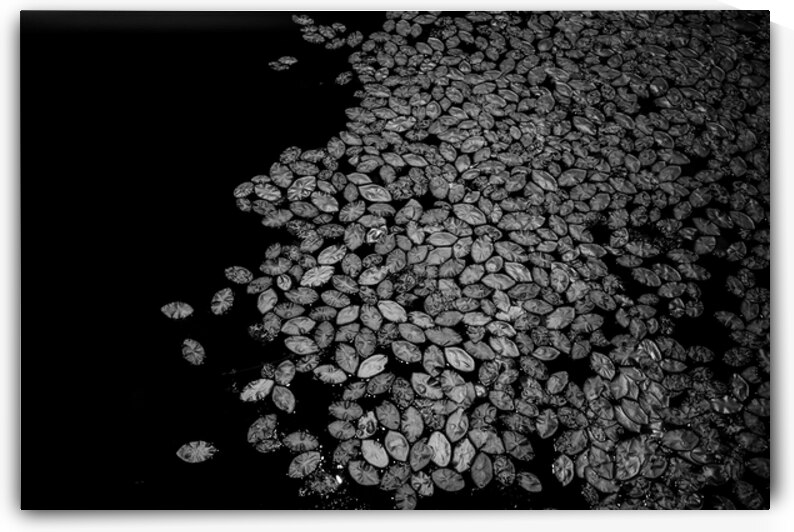 Lily Pad Dance by Dream World Images