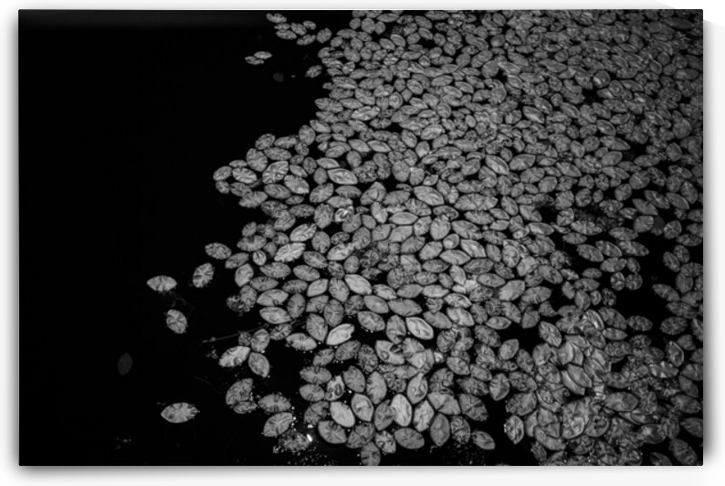 Lily Pad Dance by Dream World Images