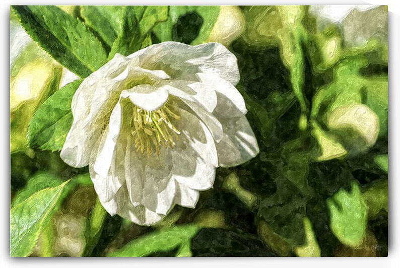 White Hellebore In Sunlight Painterly by Jennifer White