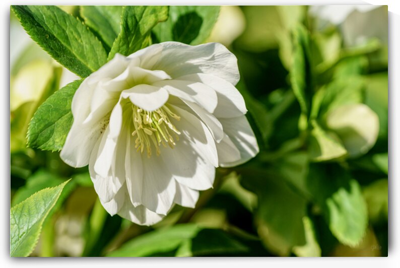 White Hellebore In Sunlight by Jennifer White