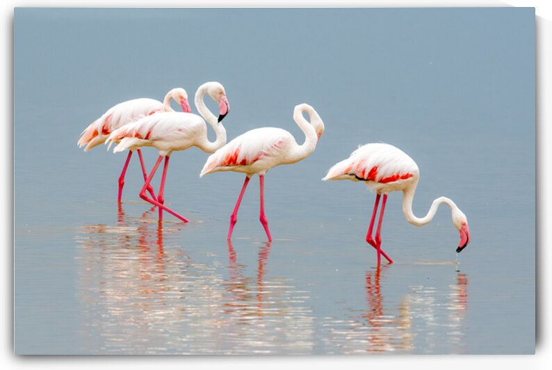 Amboseli Flamingos by Dan Hart