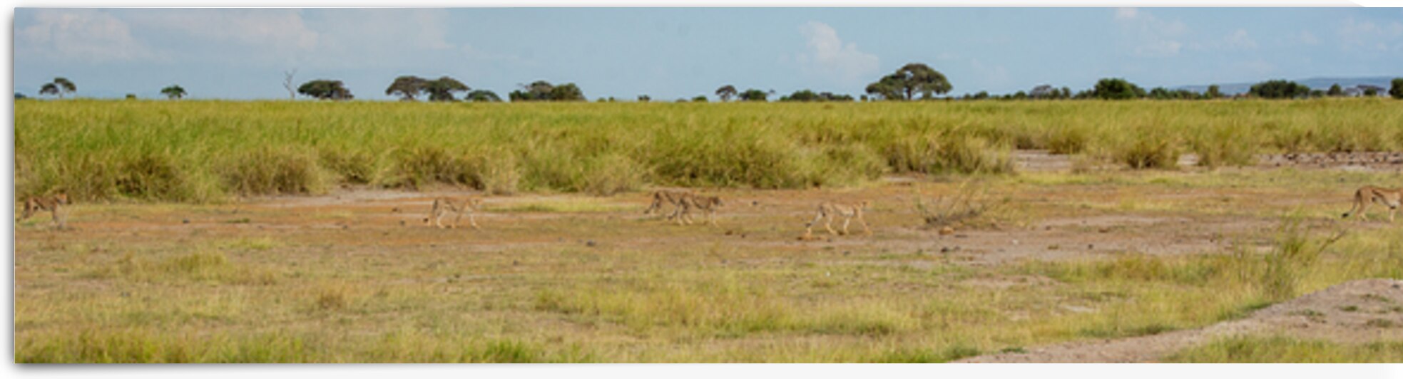 Cheetah Hunting Party by Dan Hart
