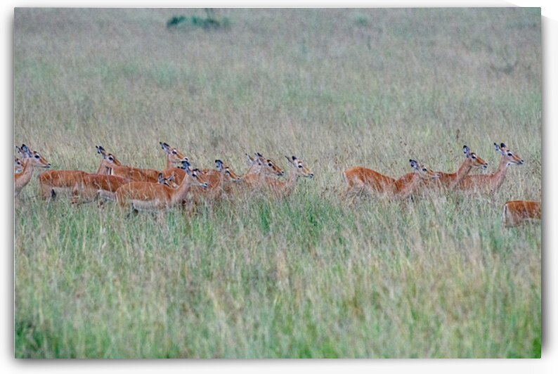 Masai Mara Impalas by Dan Hart