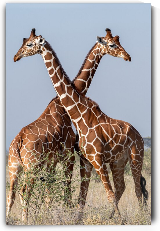 Reticulated Giraffes by Dan Hart
