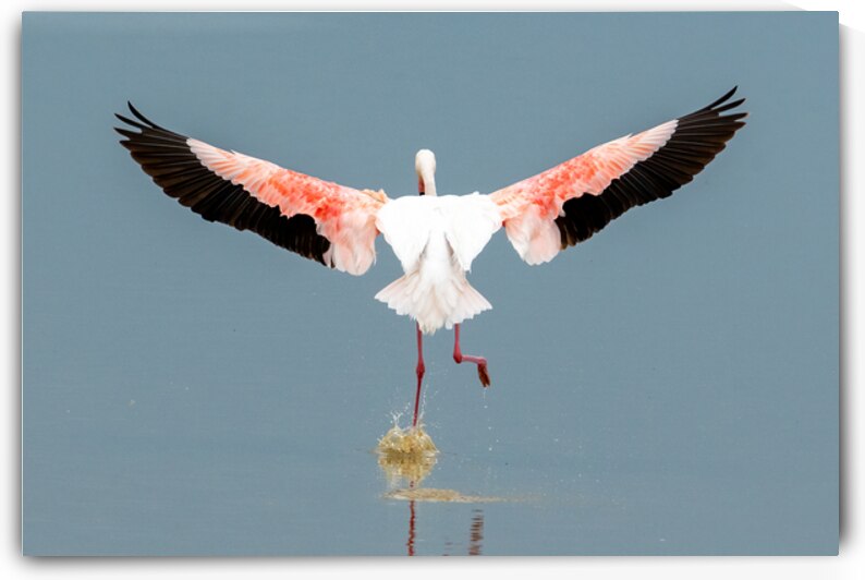 Flamingo Splashdown by Dan Hart