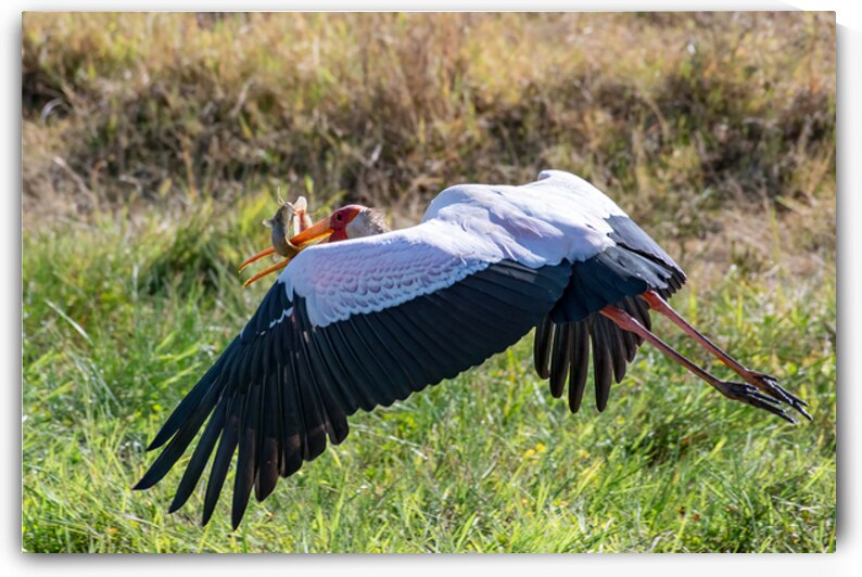 Yellow-billed Stork by Dan Hart