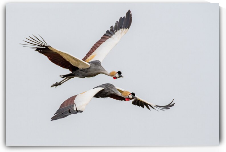 Crowned Cranes in Flight by Dan Hart