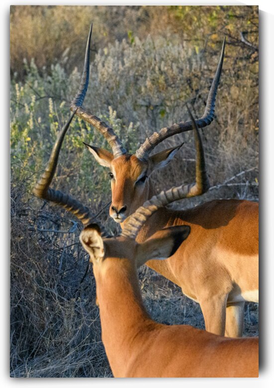 Impala Reflection by Dan Hart