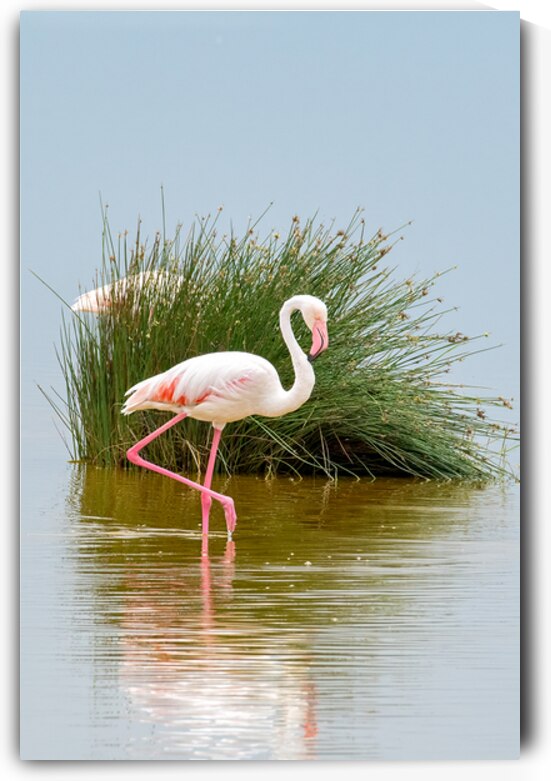 Amboseli Flamingo by Dan Hart